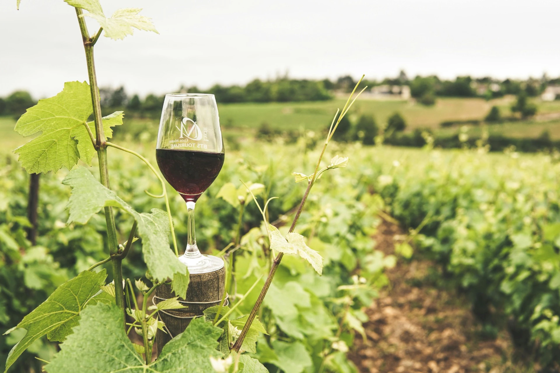Wine and local flavours in the Langhe at Tenuta MonteOliveto