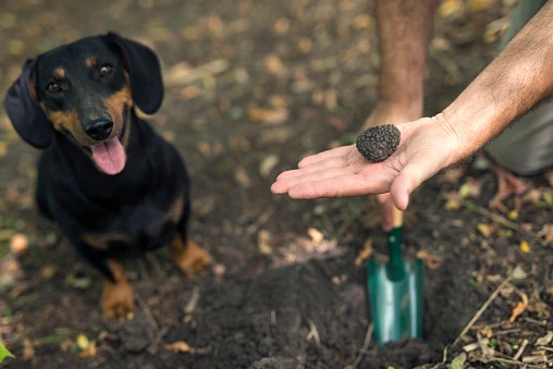Cane da tartufo nel bosco delle Langhe